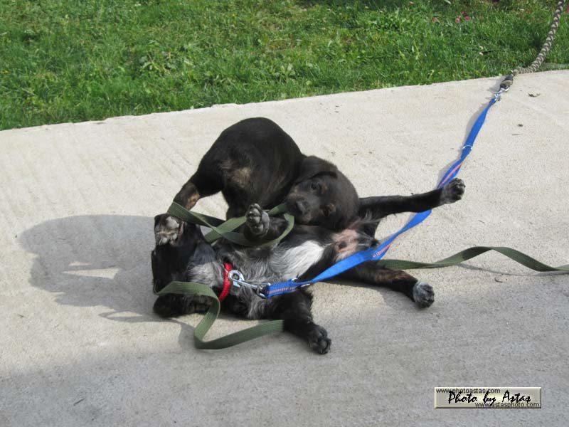 Schliessen von balou010.jpg