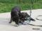 Bild#12(balou012.jpg)