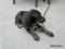 Bild#16(balou016.jpg)