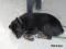 Bild#19(balou019.jpg)