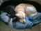 Bild#20(balou020.jpg)