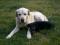 Bild#21(balou021.jpg)